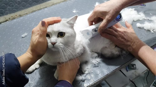 British straight cat getting haircut. The groomer cuts the cat baldly. photo