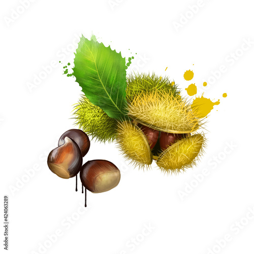 American Chestnuts with leaves and spiny burrs. Chestnuts are edible raw or roasted. Considered the finest chestnut tree in the world. Fruits of world collection. Digital art watercolor illustration.