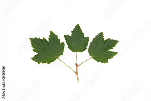 Green leaves of currant on a branch on a white background. Top view, vertical frame.