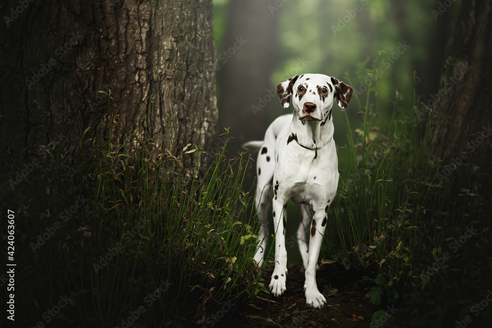 dalmatian dog in nature