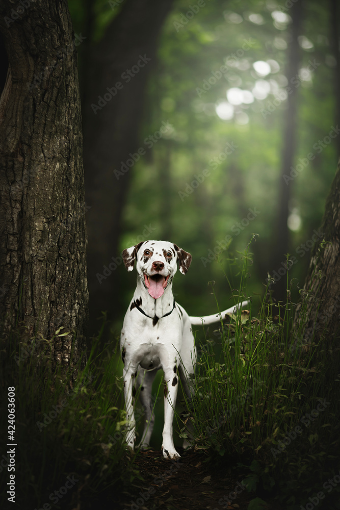 dalmatian dog in nature