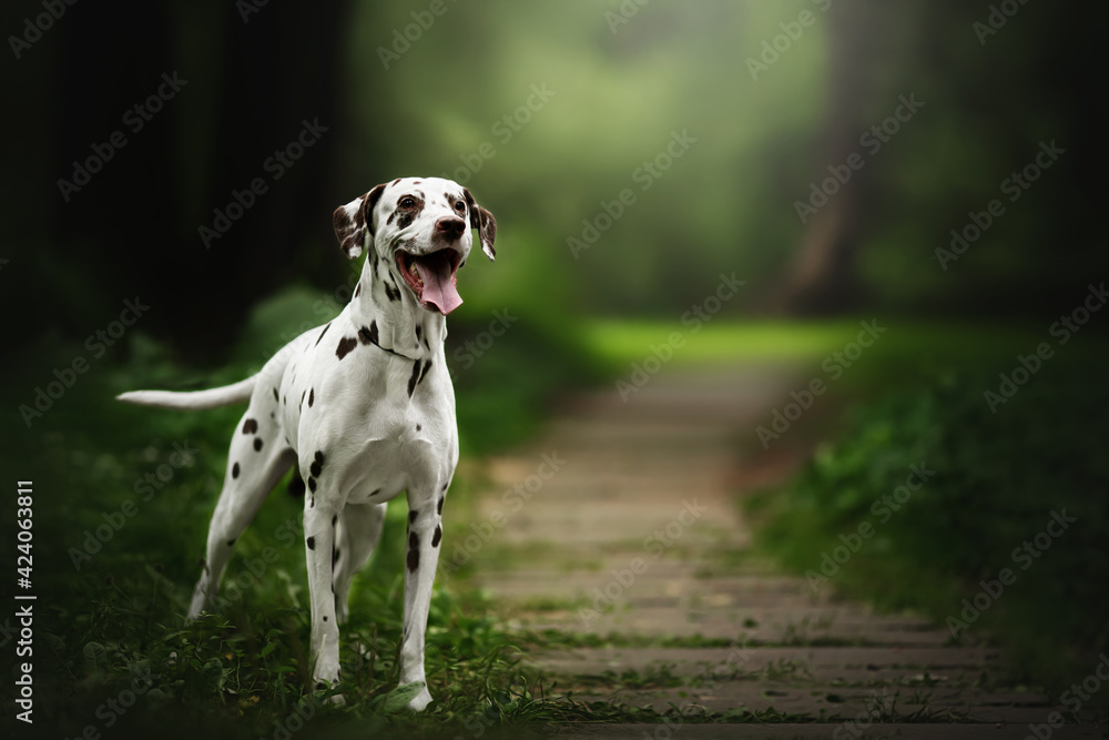 dalmatian dog in nature