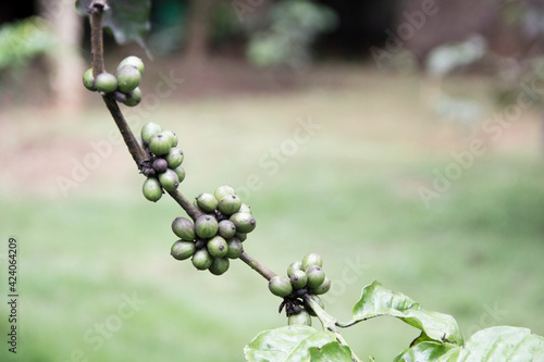 coffee beans