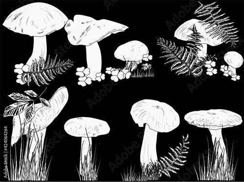 seven black cep mushrooms on black