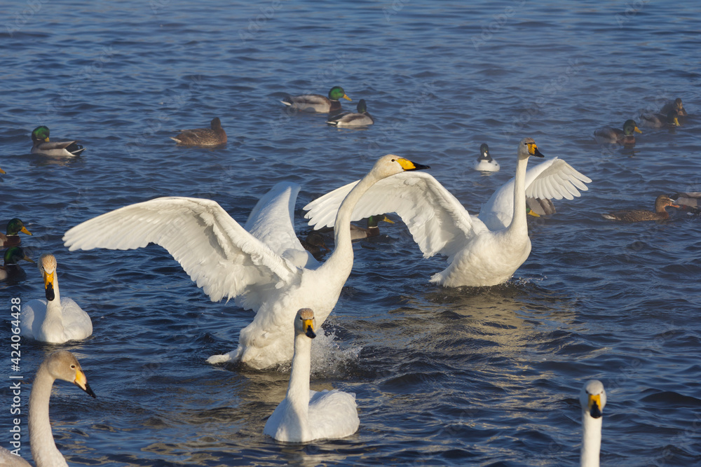 Fototapeta premium A large group of swans on the nonfreezing winter lake. Altai, Russia. The swan proudly spread its wings and shout something to its flock.