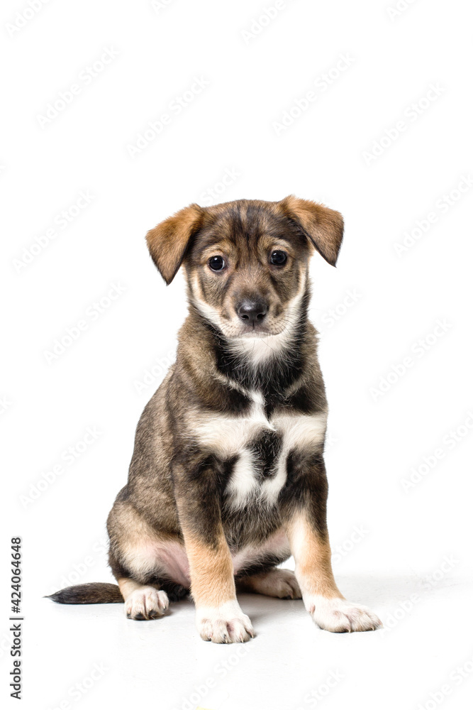 dog on white background