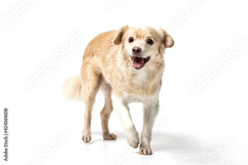 dog on white background