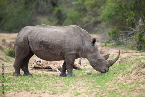 A White Rhino with the desiccated carcass of a starved Buffalo in the background, seen on a safari in South Africa