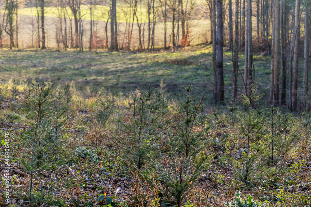 Fototapeta premium Wiederaufforstung nach Kahlschlag im Mischwald
