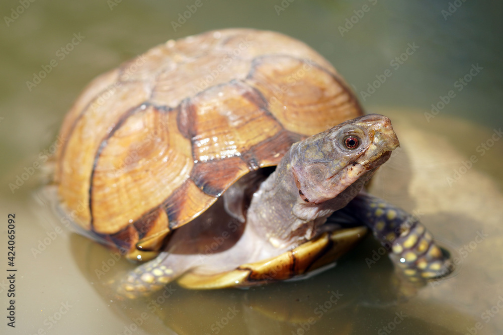 Naklejka premium Beautiful female three toed box turtle stands in the pond and shows off her shiny wet carapace and gorgeous spotted legs outside on a sunny day