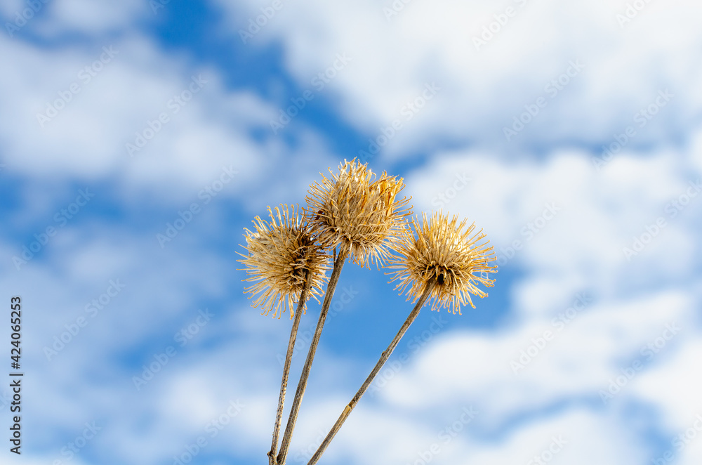 Dry burdock against the sky with clouds.