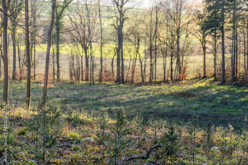Fototapeta premium Wiederaufforstung nach Kahlschlag im Mischwald