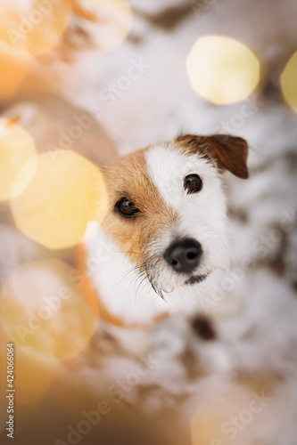 jack russell terrier puppy in nature
