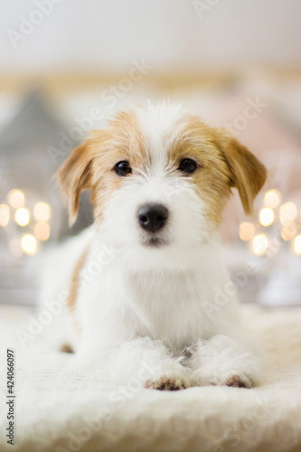 jack russell terrier puppy in