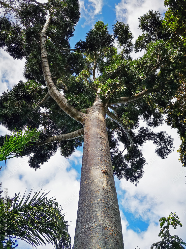 Fototapeta premium Impressive tall Dammar pine tree, Agathis dammara
