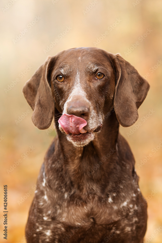 vizsla dog in autumn park