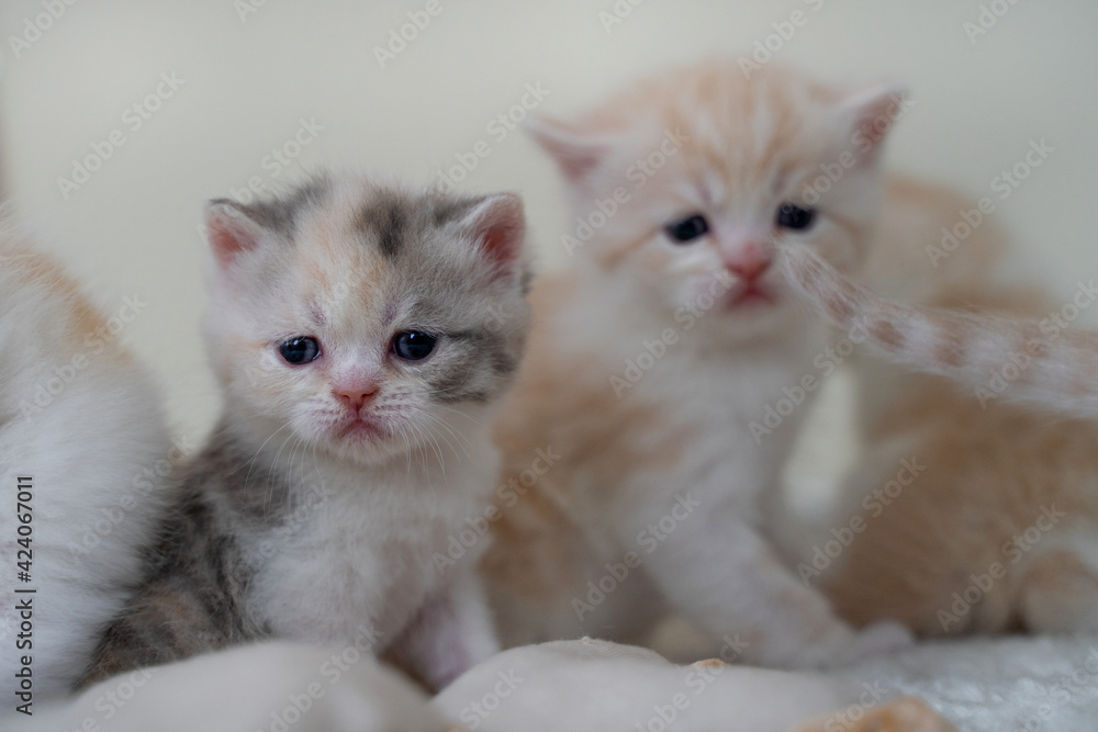 Ginger Scottish fold kitten baby sitting with sad face with other kittens. Adorable cat concept