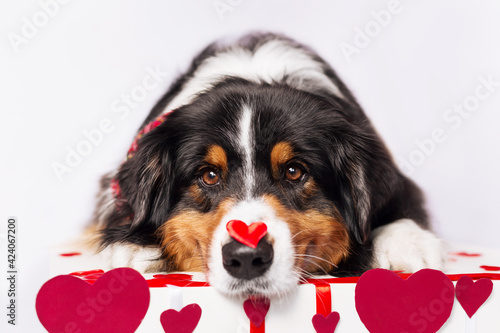 funny aussi dogs celebrate valentines day on white background with red hearts