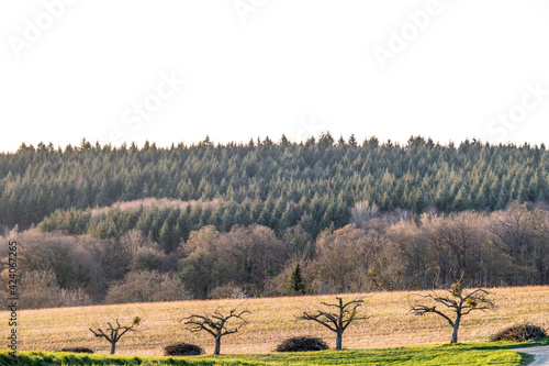 Fototapeta Naklejka Na Ścianę i Meble -  Frisch geschnittene Obstbäume im Frühjahr