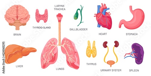 Internal organs. Human anatomical body parts, brain, stomach, kidney and spleen. Cartoon urinary system, heart and lungs. Organ vector set