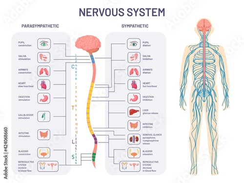 Human nervous system. Sympathetic and parasympathetic nerves anatomy and functions. Spinal cord controls body internal organs vector diagram photo