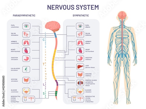 Human nervous system. Sympathetic and parasympathetic nerves anatomy and functions. Spinal cord controls body internal organs vector diagram