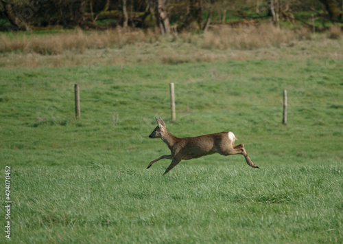 a roe deer in a field of lush green winter grass