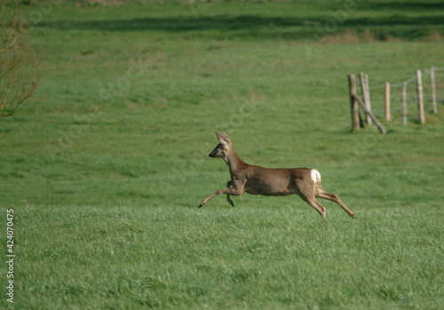 a roe deer in a field of lush green winter grass