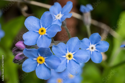 Blue forget-me-not flowers in the garden close-up. © Evgeny