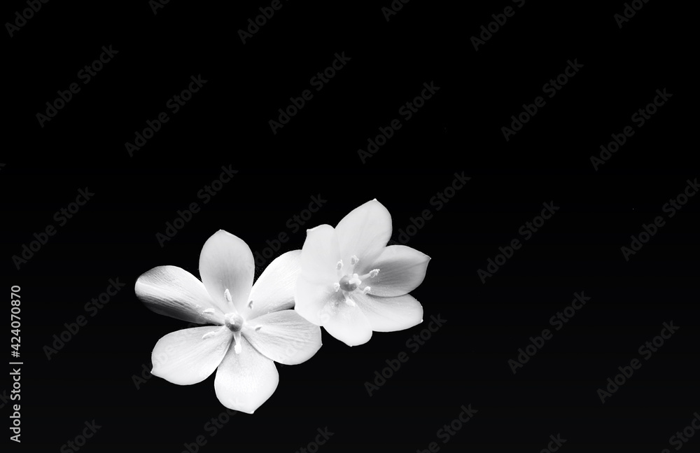 Fototapeta premium Close-up of two kalanchoe flowers in black and white