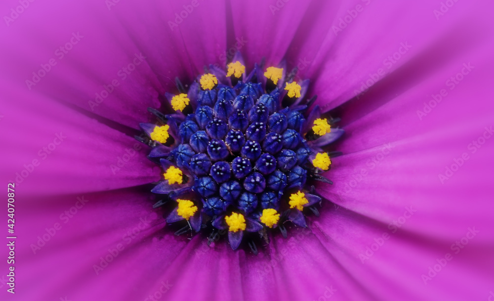Extreme close-up of a full frame  purple osteospermum african daisy flower