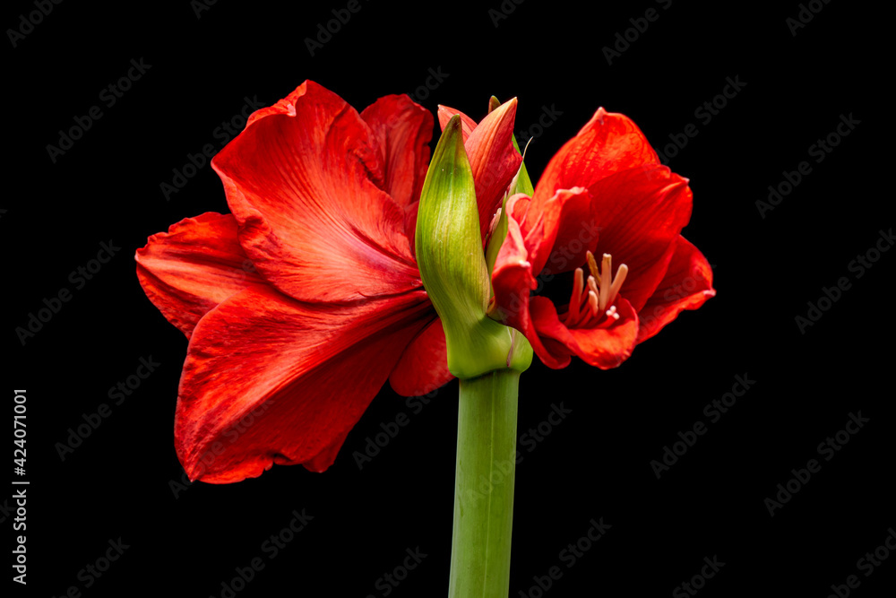Blooming red Amaryllis flower, isolated on black background. Beautiful Christmas Flower. Blooming red Amaryllis flower, isolated on black background. Beautiful Christmas Flower.
