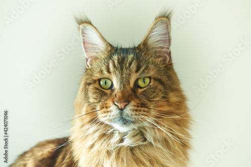 Cabeza de un gato de raza Maine Coon color crema y negro con ojos amarillos