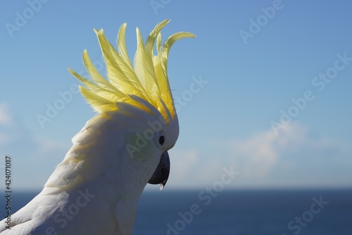 Close Up Profile View of a Sulphur-Crested Cockatoo looking at the Ocean photo