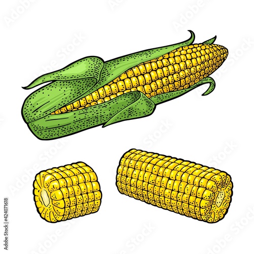 Ripe corn cob with and without leaves. Vector color vintage engraving