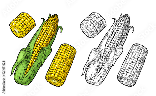 Ripe corn cob with and without leaves. Vector color vintage engraving
