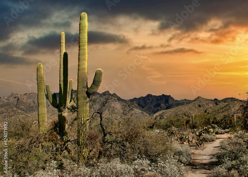 Desert Sunset in Tucson Arizona © Nelson Sirlin