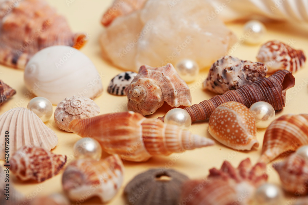 a lot of different empty sea shells on yellow background, macro details a lot of different empty sea shells on yellow background, macro details