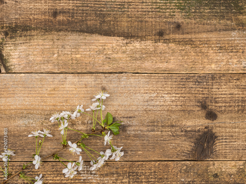 A flowering sprig of cherries on a wooden background.
