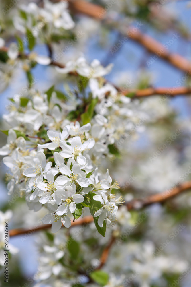 flowers