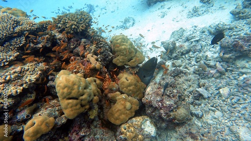 Moray Eel in Coral Reef