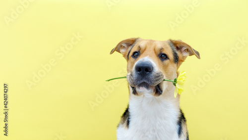 A dog holding a flower chrysanthemum in its teeth on the yellow or illuminating background. Tricolor dog training. Congratulating or celebrating mother's day. International women's day. Banner. © Regina