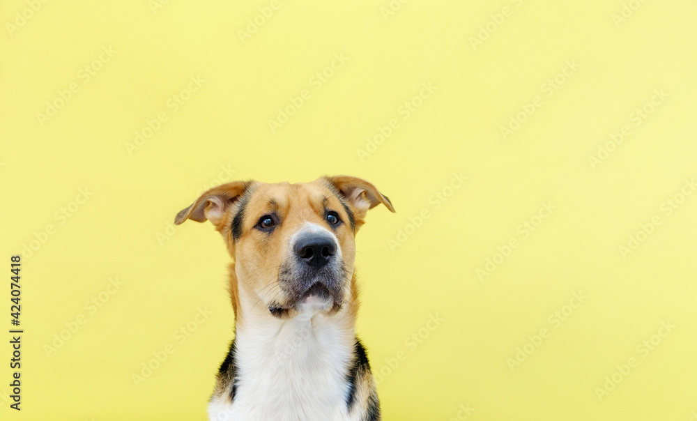 An outbred dog on the yellow or illuminating background. Copy space. Place for text. Banner.