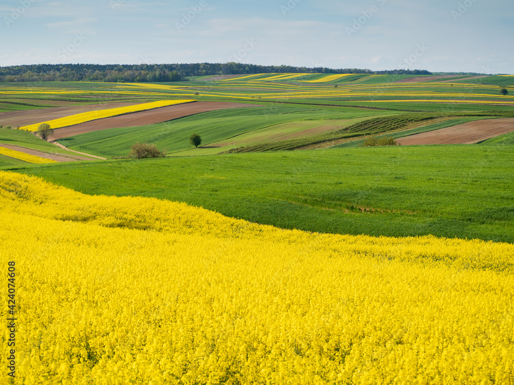 Spring fields in green and yellow.