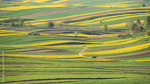 Spring fields in green and yellow.