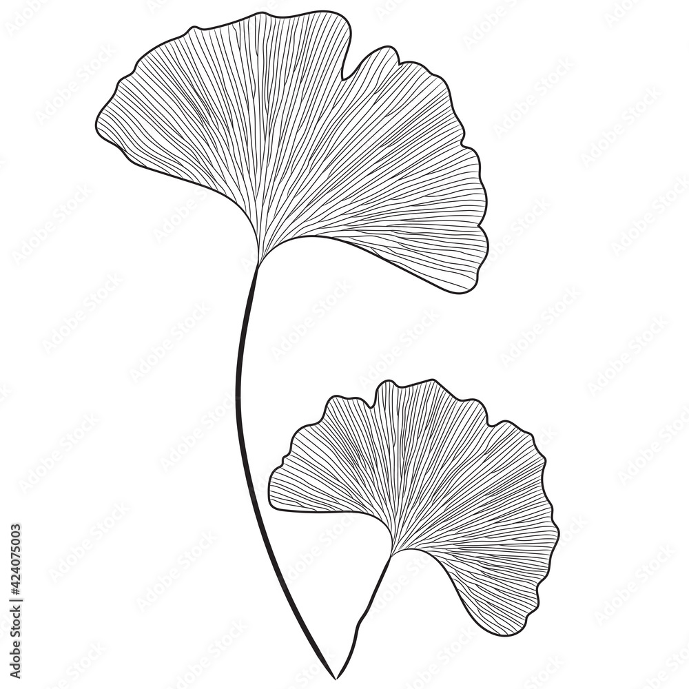 Hand drawn line art flowers. Ginkgo biloba black contour drawing ...