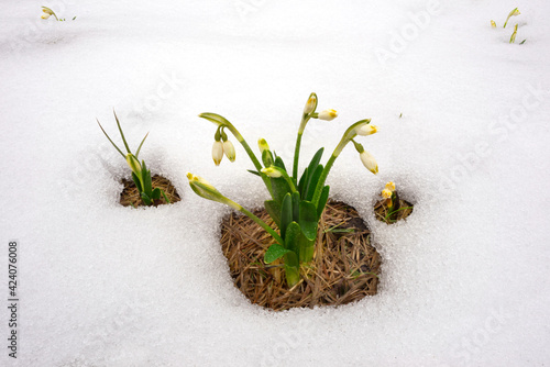Snowdrops in the snow