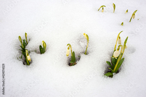 Snowdrops in the snow