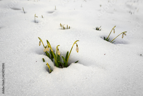 Snowdrops in the snow
