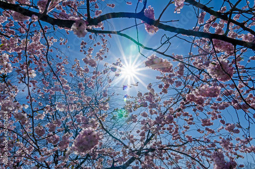 Wallpaper Mural Kirschblüte Torontodigital.ca